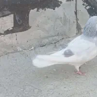کبوتر|پرنده|شیراز, شاپورجان|دیوار