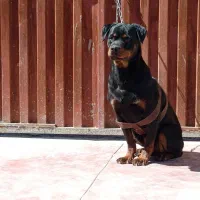 ماده رتوایلر