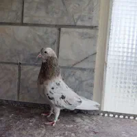 جفت کفتر هما و ابلق سبز کفتر زمین و آسمان
