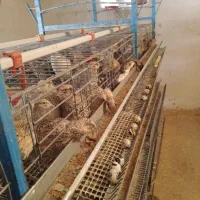 بمب انرژی.   * بلدرچین تخمگذار و گوشتی*
