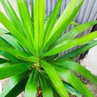 یوکا|گل و گیاه طبیعی|آستانه اشرفیه, |دیوار