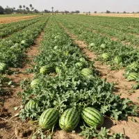 فروش بالای هزار تن هندوانه صادراتی دشت جگین