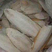 کف دریا