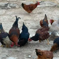 خروس
