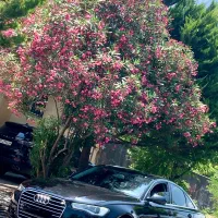 Audiپلاک موقت عروسک