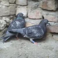 یک جفت کبوتر سبز سنگی به فروش می رسد