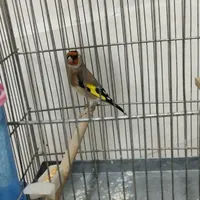 سره جوجه قفس تازه صاف قناری