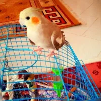 جفت عروس هلندی