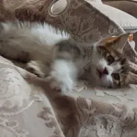 گربه گم شده