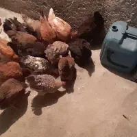 ۱۰ عدد مرغ تخم گذار