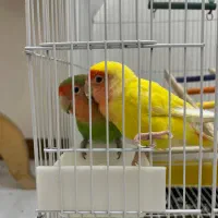 یک جفت طوطی برزیلی