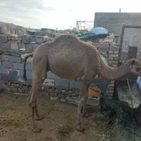 هاشی