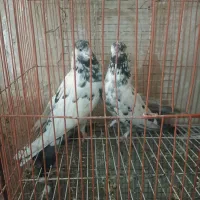 نروماده