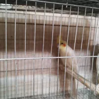 عروس هلندی مولد با جوجه