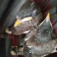 جوجه مرغ مینا