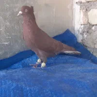 کبوتر کفتر بهبهونی پلاکی