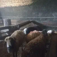 میش و بره