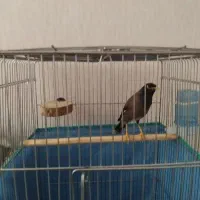 مرغ مینا سخنگو