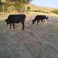فروش گاو داشتی