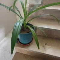 گل اشک ملکه و مرجان