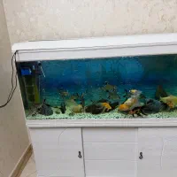 اکواربوم