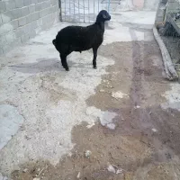 بره نر هترو هفت ماهه