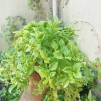 فروش گل ناز یخی و برگ انجیری