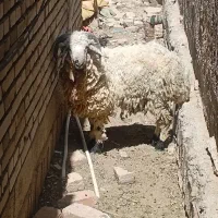 بز و گوسفند فروشی برای عید قربان