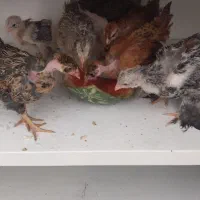 جوجه گردن لخت