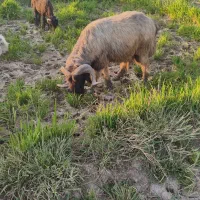 نرمیش جوان