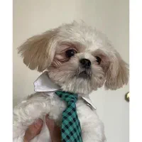 واگذاری رایگان شیتزو مالتیز اصل