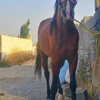 اسب