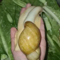 حلزون خوشکل و شیطون