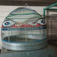 سهره  قناری خاکی نر