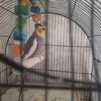 عروس هلندی