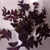 گل های پروانه ای