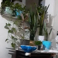 ۹گلدان متنوع سانسوریا پتوس زامدفیلیا فیکوس دیفن