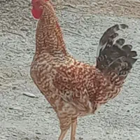 خروس