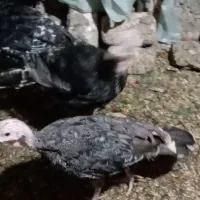 بوقلمون خانگی