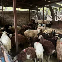 گوسفند مهربان