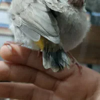 جوجه قناری در دارخوین