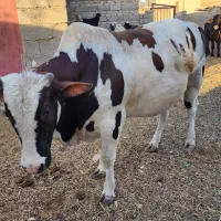 فروش یک راس نوچ وطنی (گوساله نر)