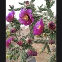 کاکتوس ۸ ساله فقط ۵۰۰