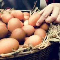 تخم مرغ نطفه دار