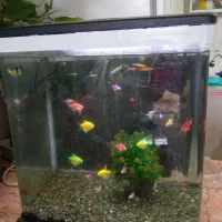 اکواریوم شرکتی شیشه خم تمیز سالم باماهی