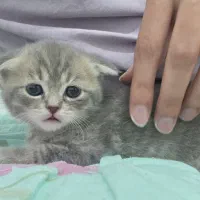 واگذاری گربه اسکاتیش فولد