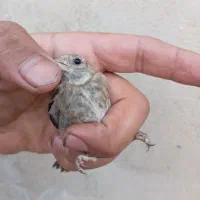 سهره جوجه