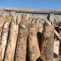 خرید فروش چوب درختی تهرانسر