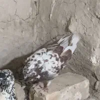 کفتز عالی بدرد بخور کفتر باز باشی میفهمی