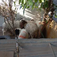گوسفند نر